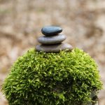 Photo: 3 rocks on top of a small shrub