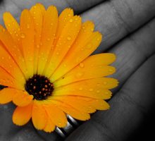 orange flower in a black and white hand