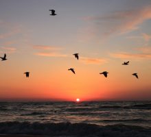Flock of birds soaring in the sunset