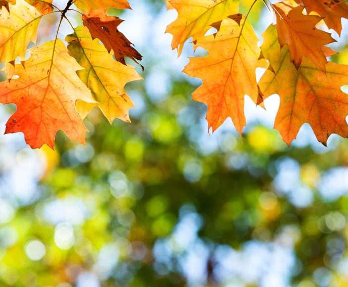 Close up of bright yellow and red maple leaves on fall tree branches with vibrant blurred background in autumn park.